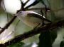 CostaRica06 - 148 * Philadelphia Vireo